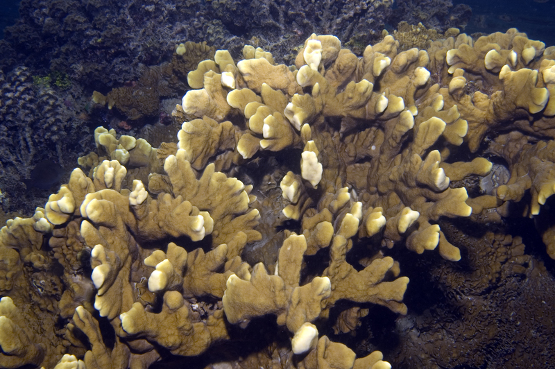 Millepora platyphylla